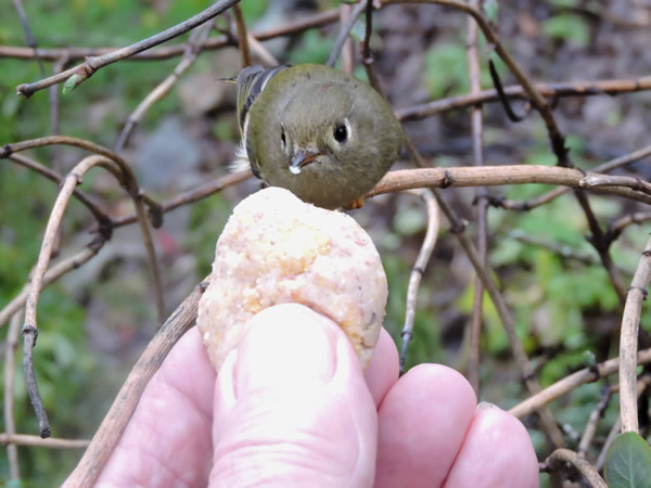 0001 kinglet.jpg