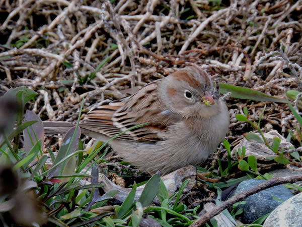 01 a field sparrow.jpg