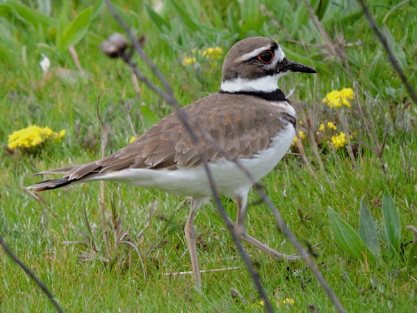 01 killdeer.jpg