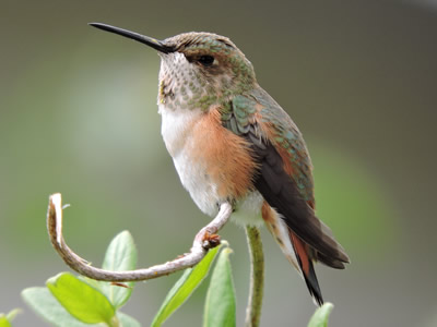 10 Rufous female.jpg