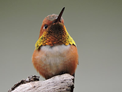 10 Rufous hummingbird male.jpg