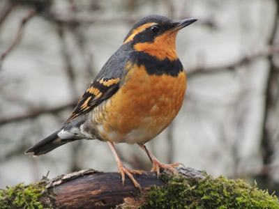 10 varied thrush.jpg