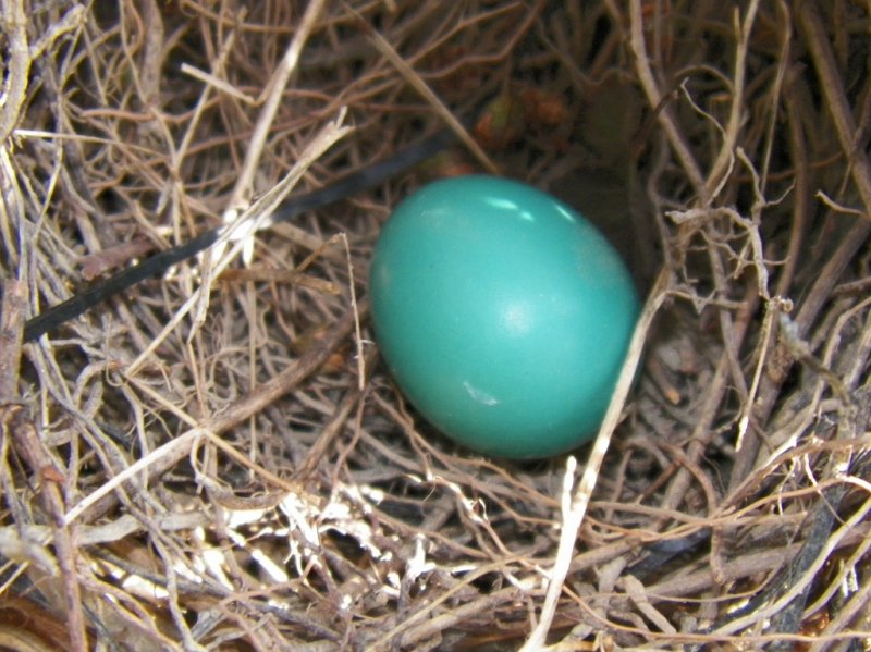 cat bird egg