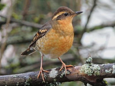 12 varied thrush female.jpg