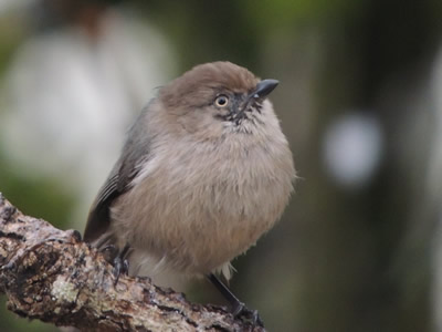 14 bushtit.jpg