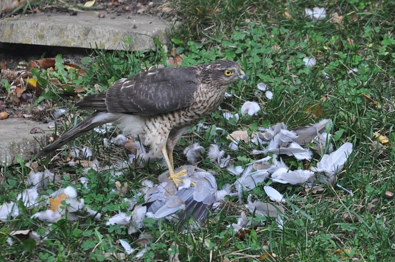 20111127 Sparrow Hawk kills collared dove-2.jpg