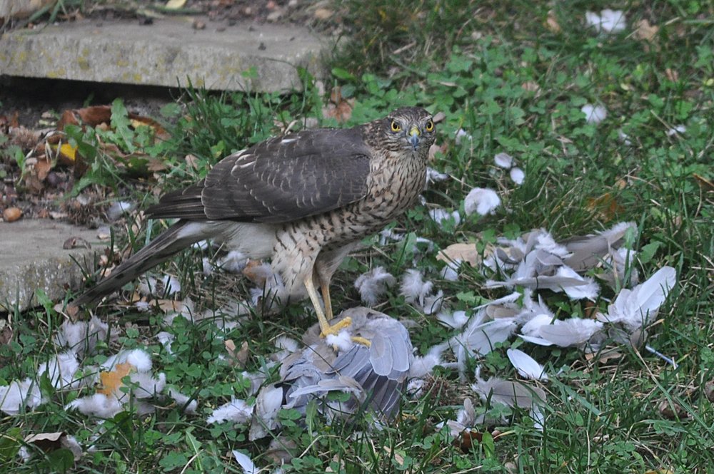 20111127 Sparrow Hawk kills collared dove-3.jpg