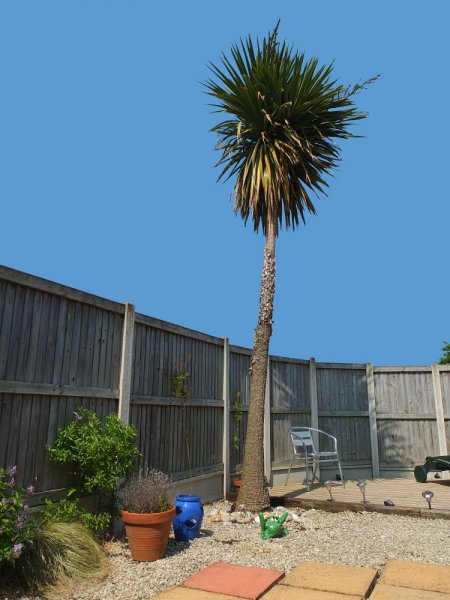 20130531 Ali's giant cordyline a.jpg