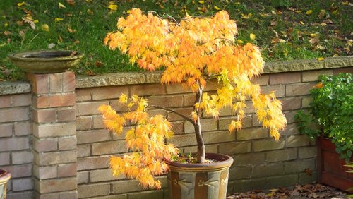 20161031 The Acer-001.JPG