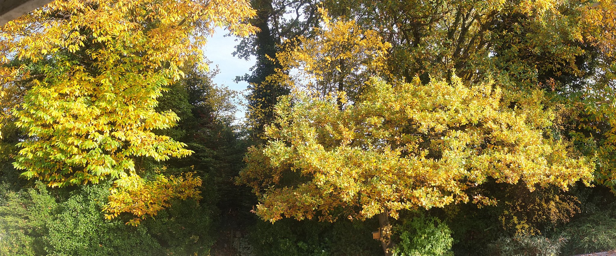 20161116 The chestnut and oak through bedroom window.jpg