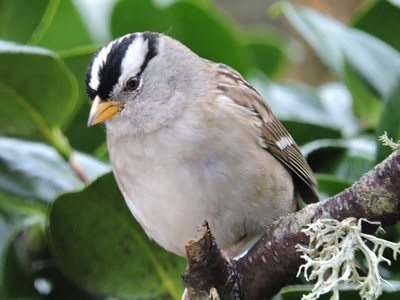 22 white crowned sparrow.jpg