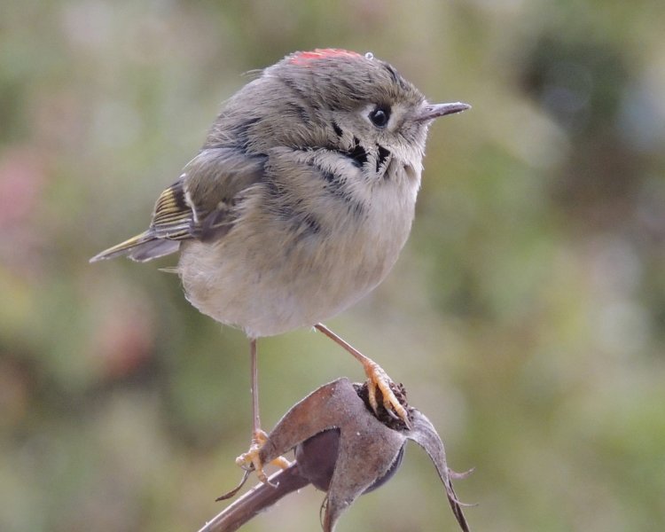 26 ruby kinglet.jpg