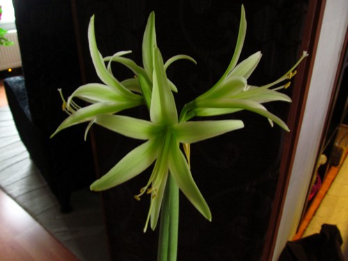 Amaryllis Evergreen.jpg