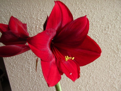 Amaryllis Queen of the Night.jpg