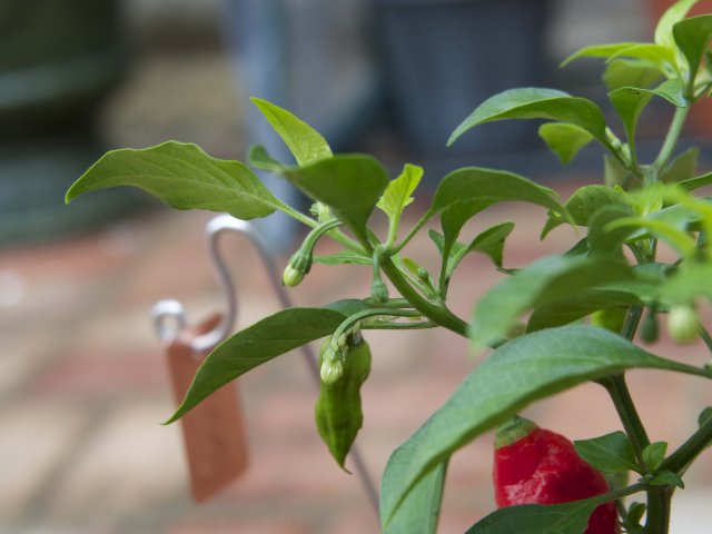 Aphids on peppers.jpg