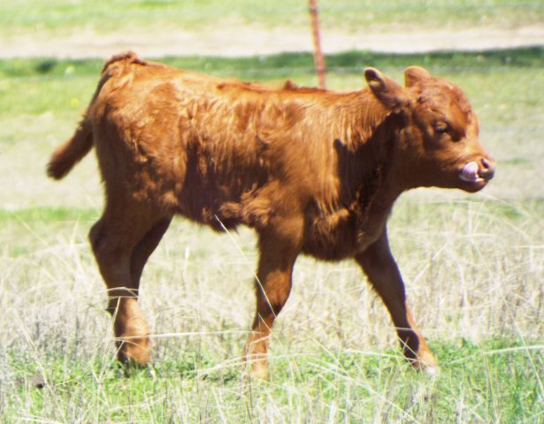 baby brown calf.jpg