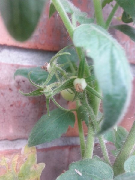 Baby Maters (Finally) 8-14-16.jpg