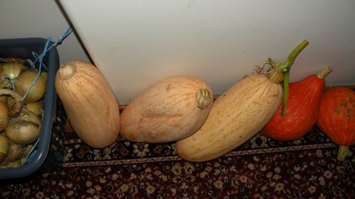 Banana Squash and Golden Hubbard.JPG