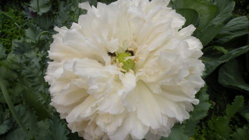 Bees in the first breadseed poppy.JPG