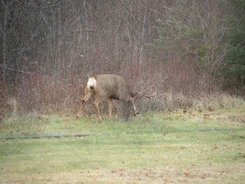 Big buck Nov 2023.jpg