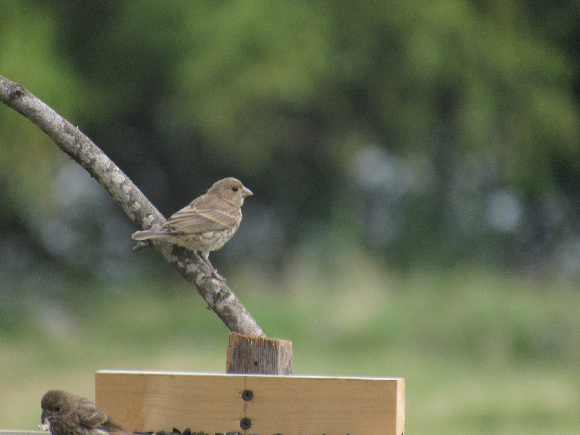 bird on feeder perch.jpg