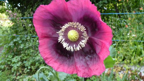 Black Peony Poppy.JPG