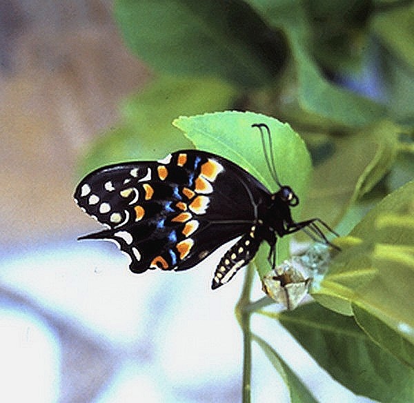 Black Swallowtail 3.jpg