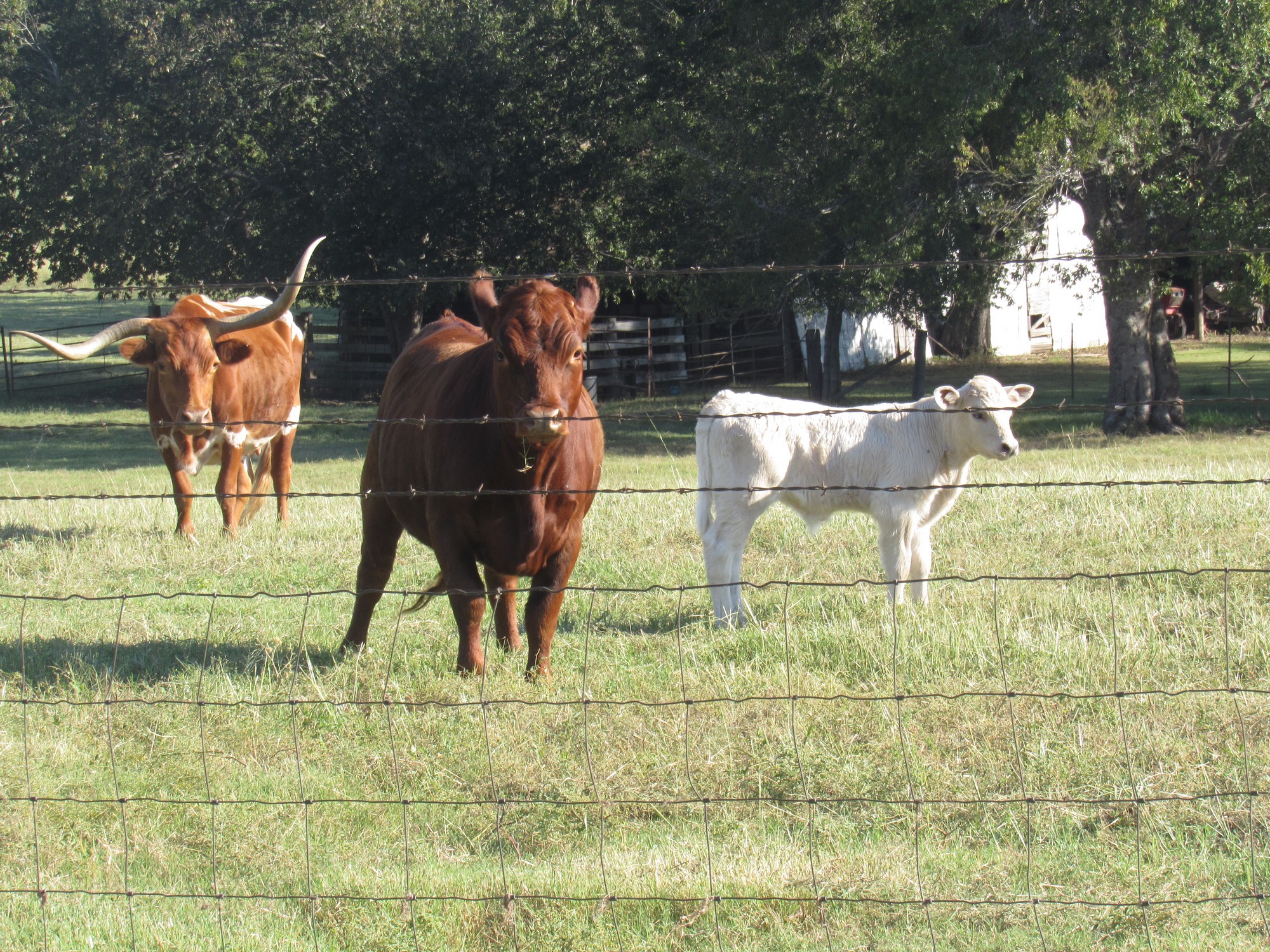 bovine threesome.jpg