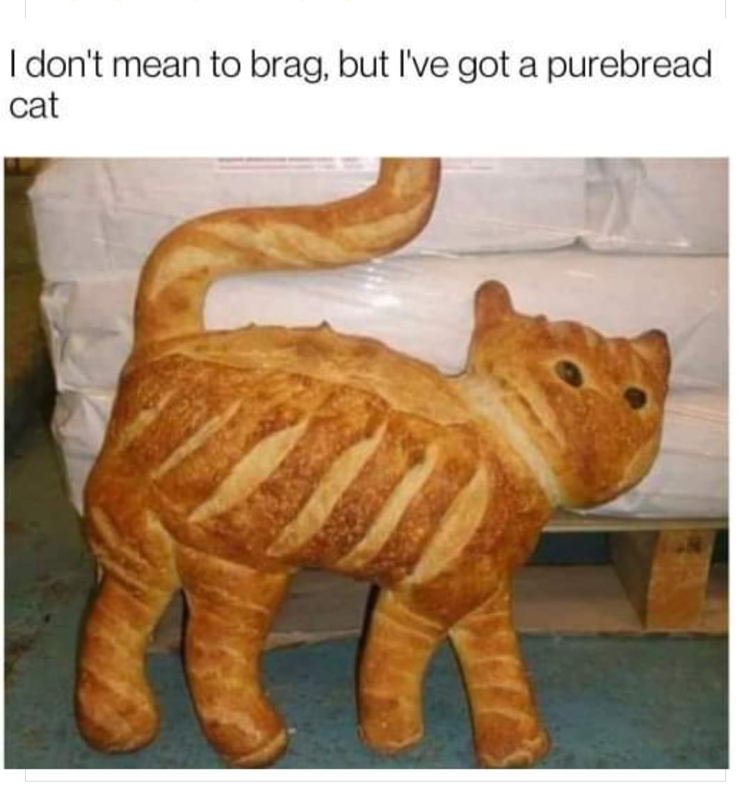 bread cat.png