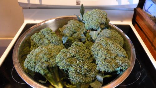 Broccoli harvest.JPG