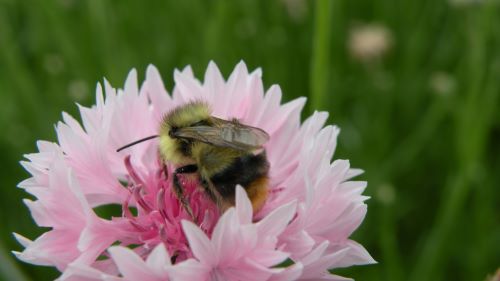 Bumble Bee Bachelor Button love.JPG