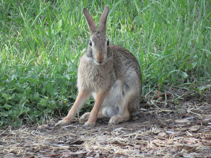 bunny.jpg