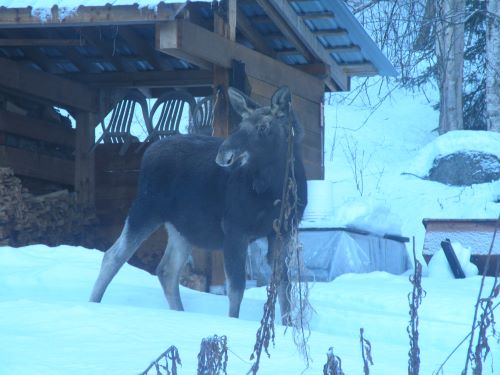 calf outside the window.JPG