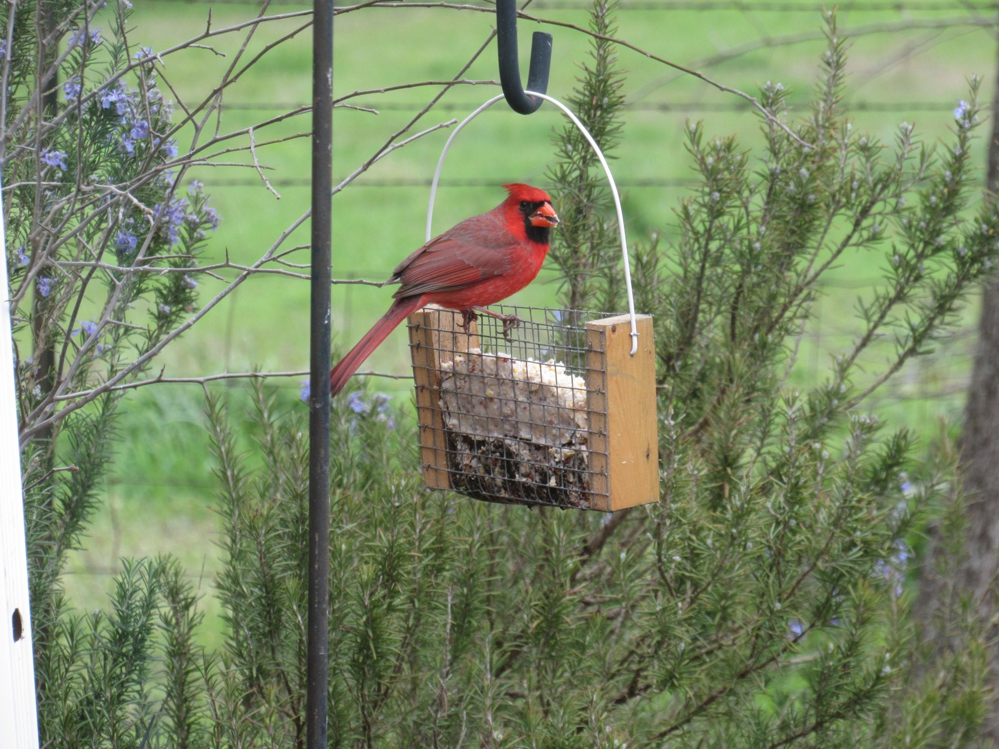 Cardinal on suet.jpg