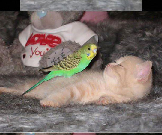 catandbird.jpg