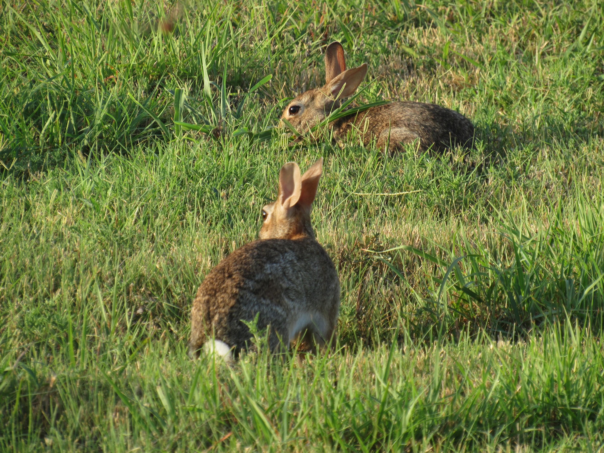 cottontail.jpg