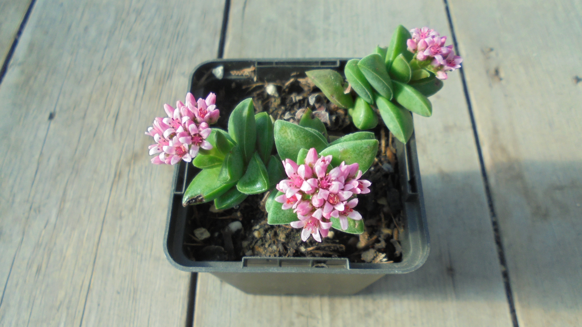 Crassula cv springtime.JPG