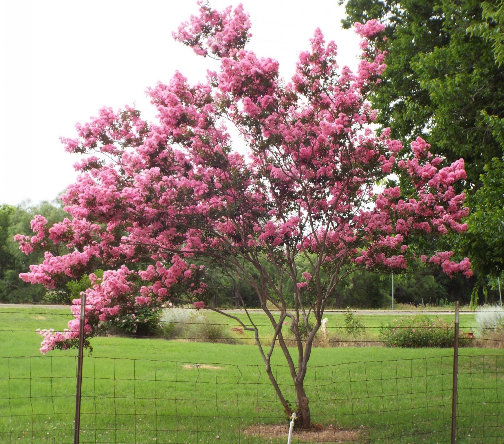 Crepe Myrtle.jpg