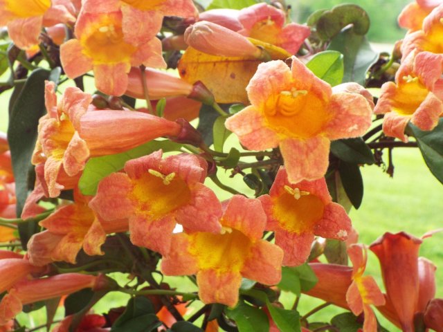 cross vine close-up.jpg