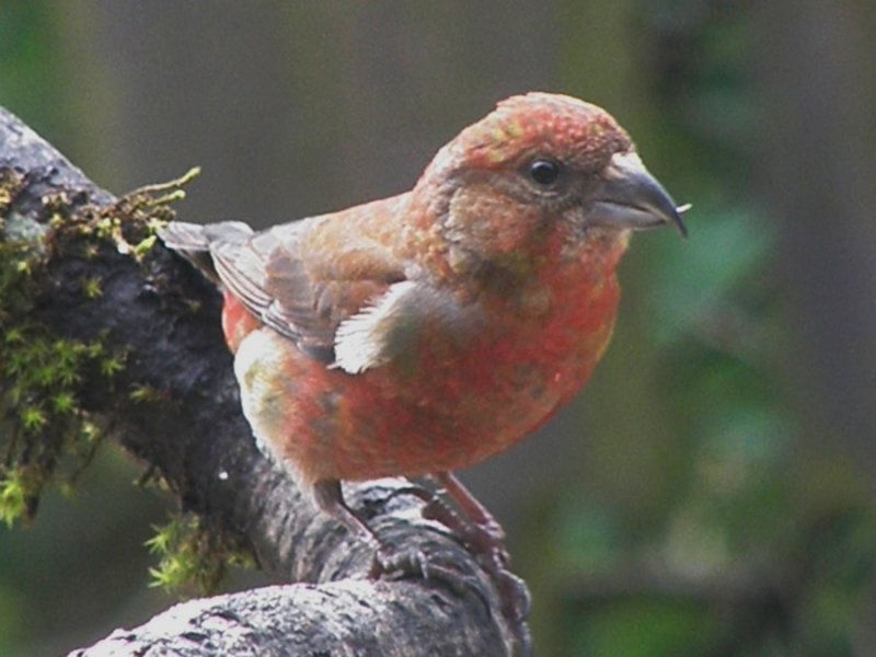 crossbill, male.jpg