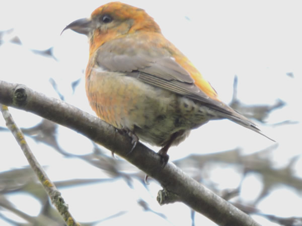 crossbill2.jpg