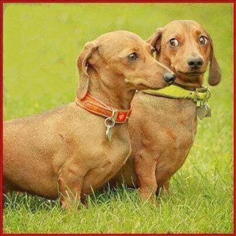 dachshunds.jpg