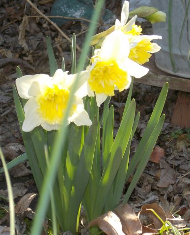 Daffs.JPG