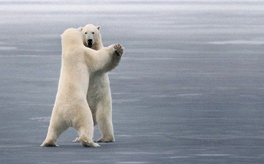 dancing bears_zpsvsuwmpgn.jpg