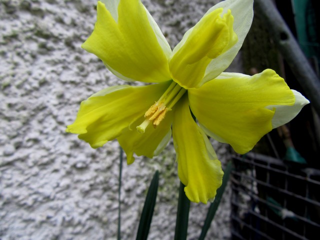 div. 11 Split Corona Daffodil.JPG