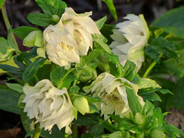 doublehellebore.jpg