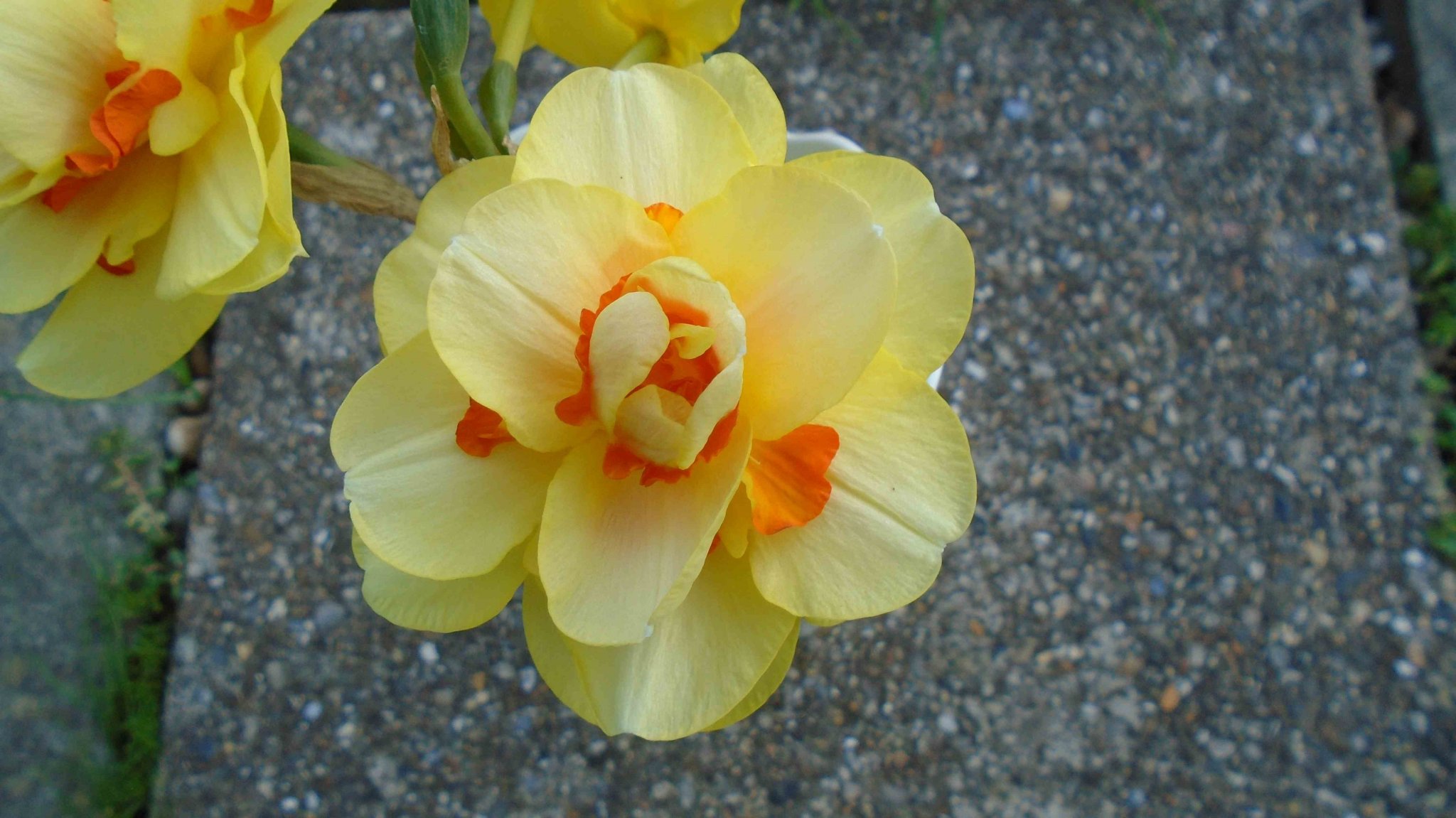DSC09236.jpg