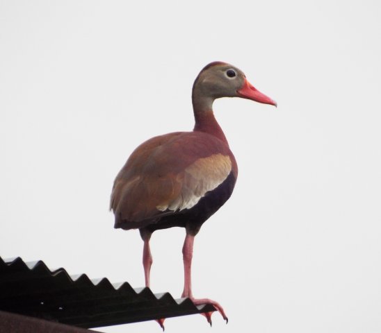 duck on roof.jpg