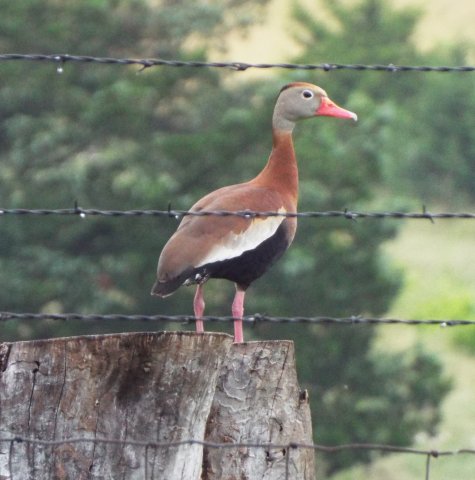 duck on stump 2.jpg