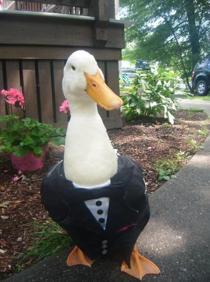 duck-tuxedo.jpg